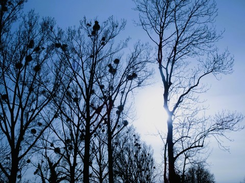 Baumsilhouetten an der Würm bei Feldmoching