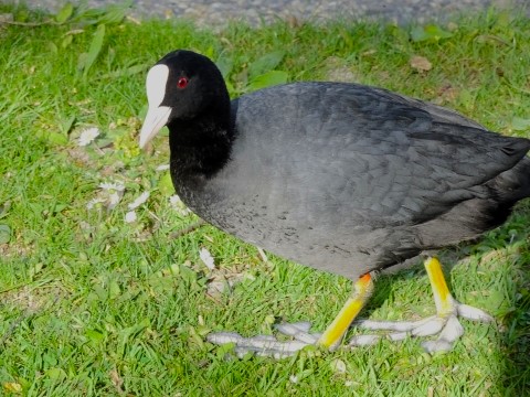 Blässhuhn am Karlsfelder See