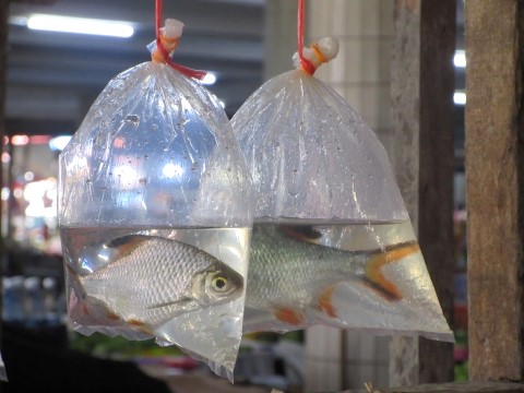Zierfische auf dem Markt in Serian in Sarawak