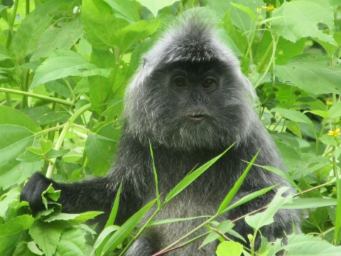 Silvermonkey im Baku-Nationalpark