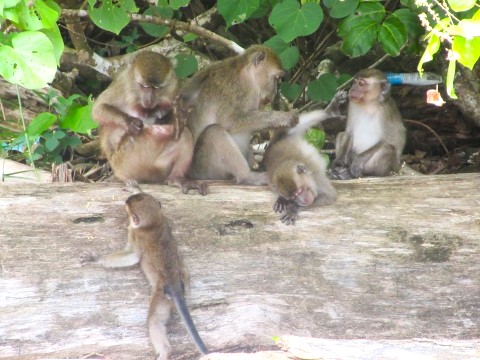 Langschwanzmakaken im Bako Nationalpark in Sarawak