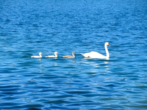 Neuzuzug am Feldmochinger See