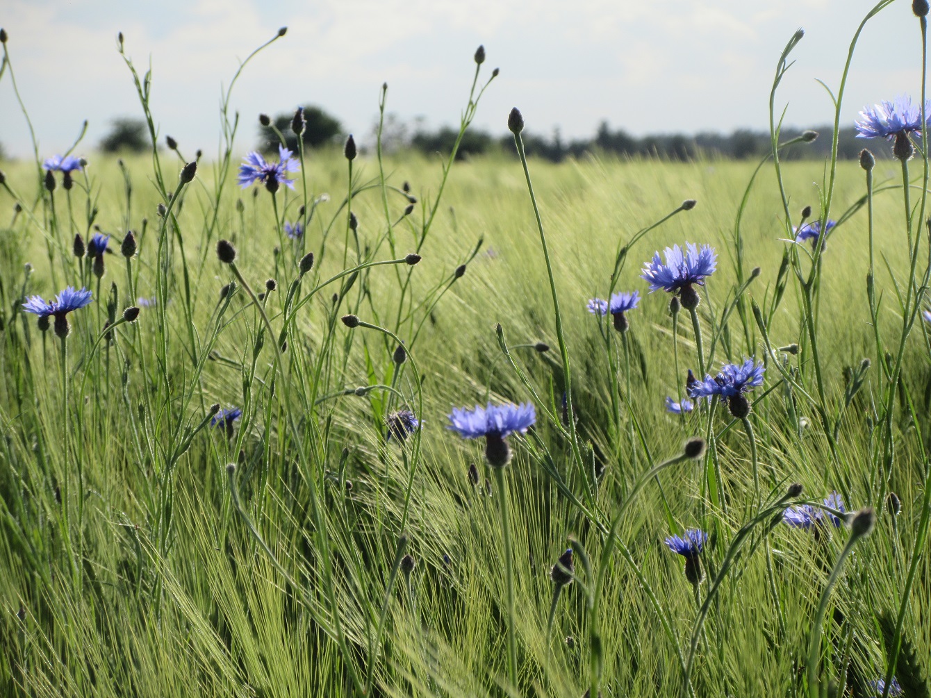 Kornblumen bei Bad Muskau