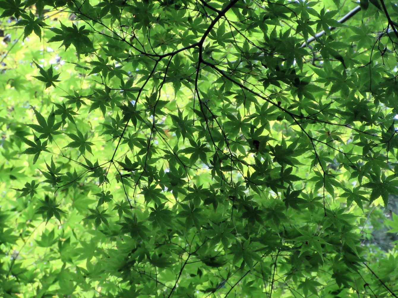 Bergahorn & das zweitausendsiebenhundertsiebenundfünfzigste Gedicht