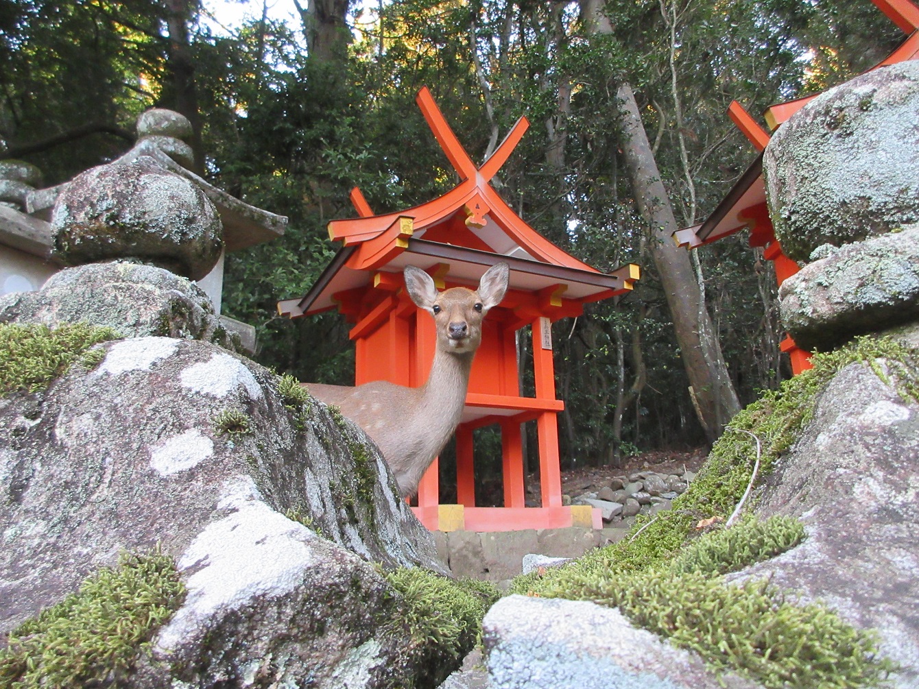 Nara & das zweitausendsiebenhundertfünfundfünfzigste Gedicht