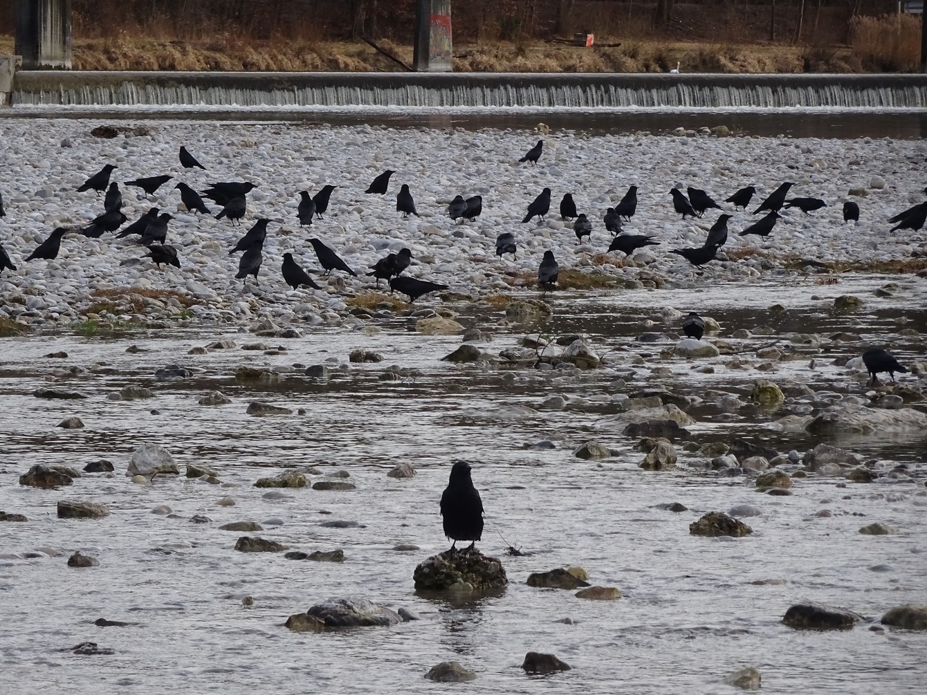 Hitchcock-Casting & das zweitausendachthundertdreißigste Gedicht