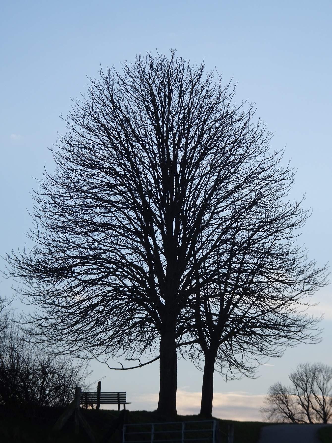 Baum in Essen-Schuir