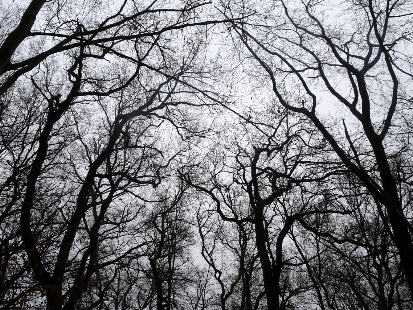 Winterliche Baumkronen im Kruppwald