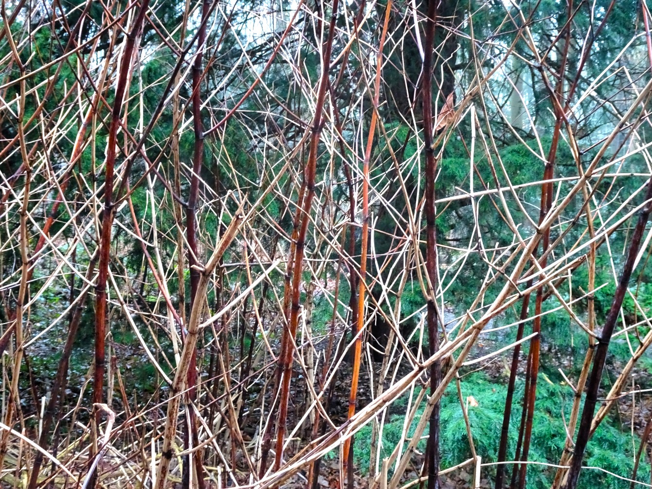 Kruppwaldunterholz & das zweitausendachthundertsechzehnte Gedicht