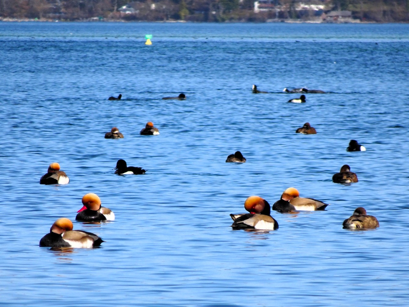 Kolbenenten & das zweitausendachthundertvierzigste Gedicht