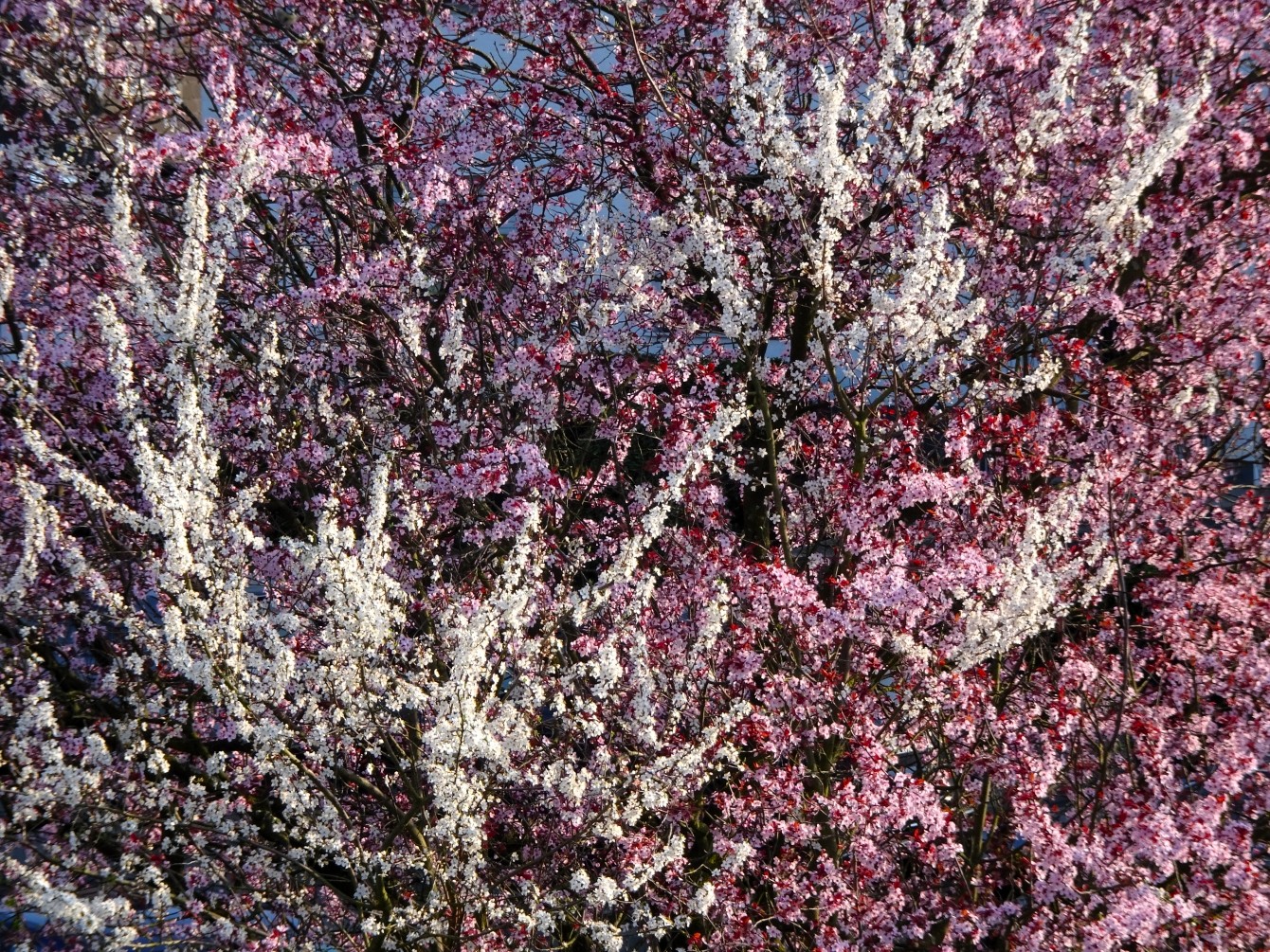 Blütenpracht & das zweitausendachthundertdreiundfünfzigste Gedicht