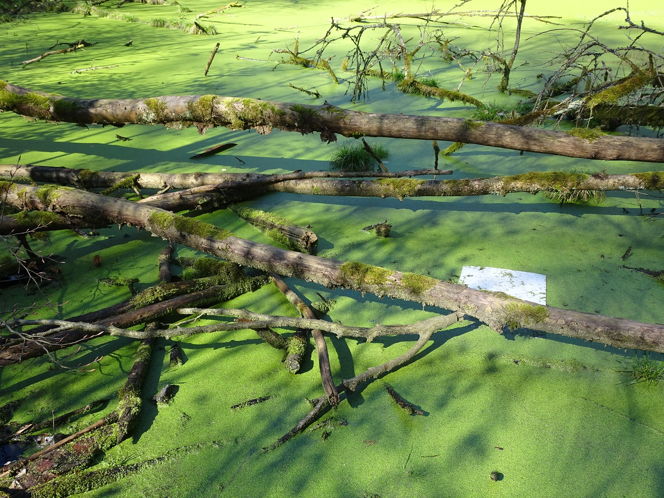 Grüne Soße & das zweitausendachthundertfünfundfünfzigste Gedicht