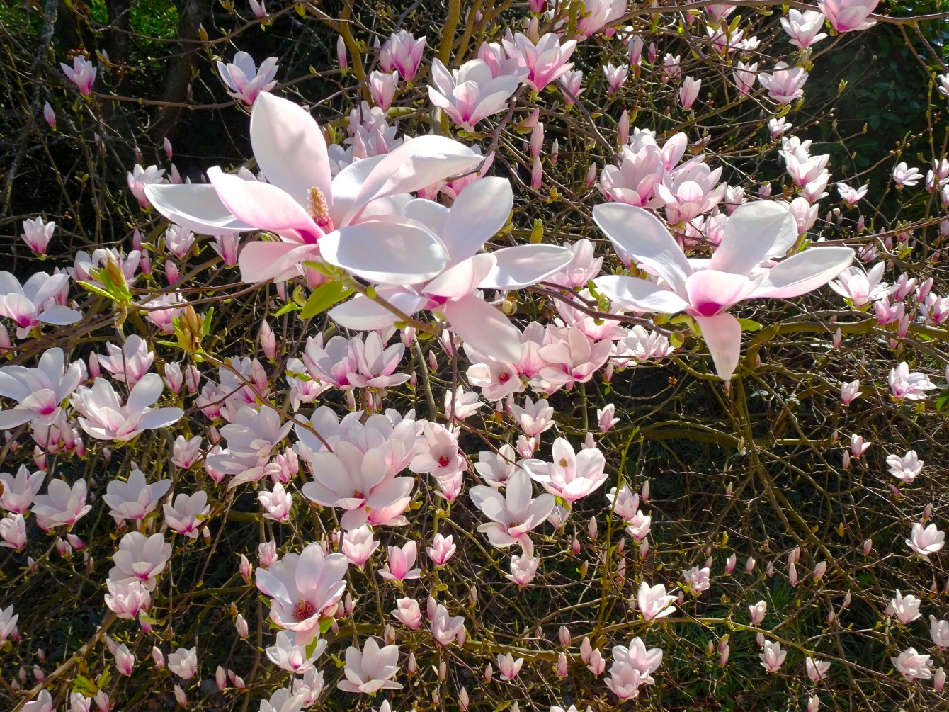 Magnolie 2026 & das zweitausendachthundertvierundfünfzigste Gedicht