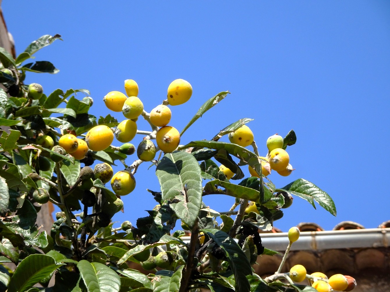 Mispeln & das zweitausendachthundertsechzigste Gedicht
