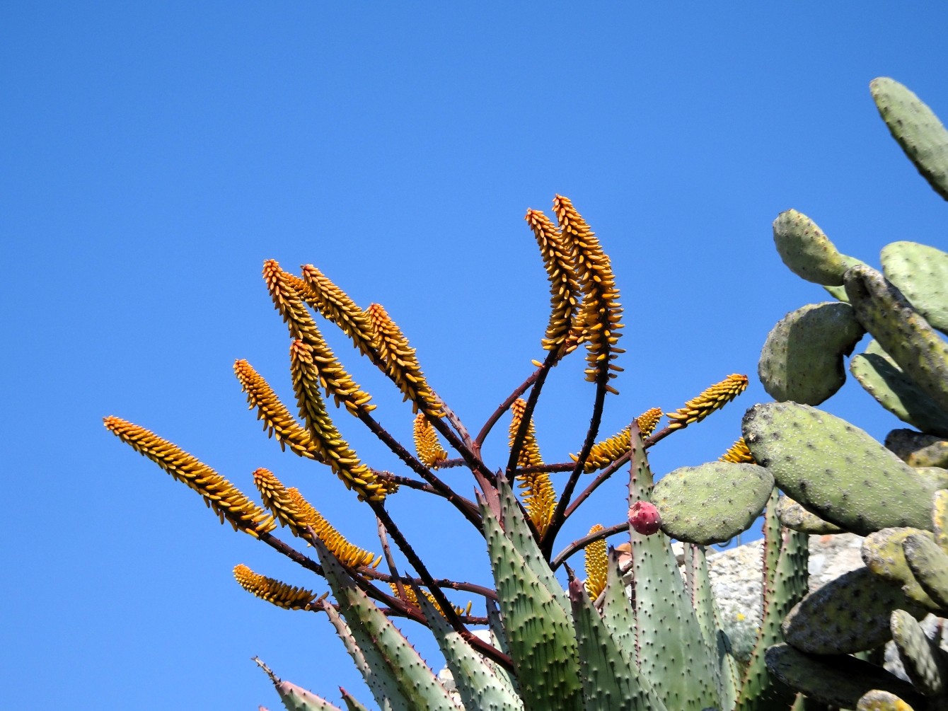 Jardin exotique d’Eze & das zweitausendachthundertsechsundsechzigste Gedicht