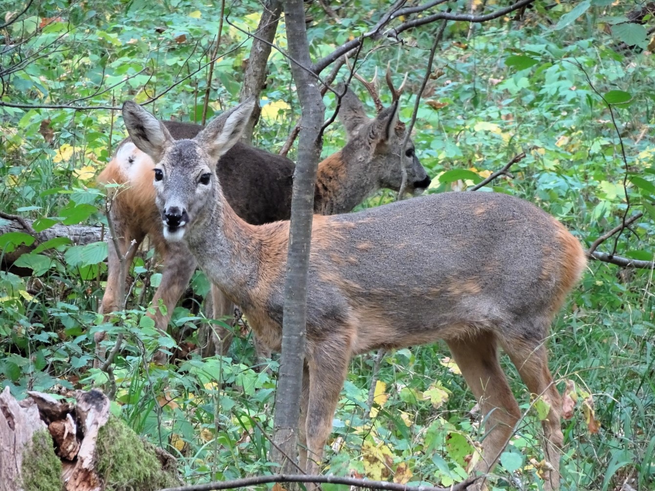 Nymphenburg Deer & das zweitausendneunhunderteinundfünfzigste Gedicht